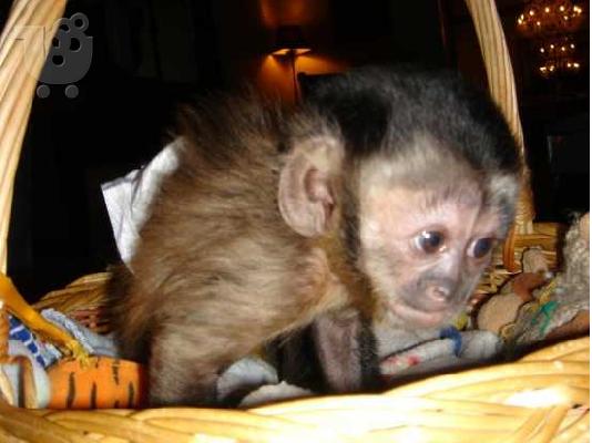 μωρό είδος πιθήκου πίθηκος έτοιμοι για ένα νέο σπίτι αγάπης...